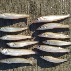 最初だけは好調